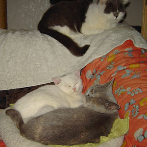 Rocco,
Elton und Elli.