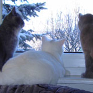 Elli, Elton und Angelina beim Vögel beobachten.