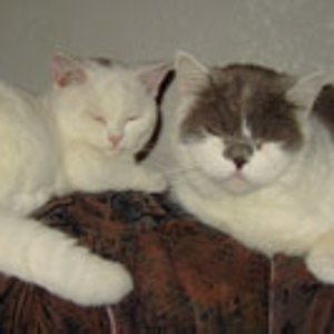 Elton und mein Kastrat Rocco.