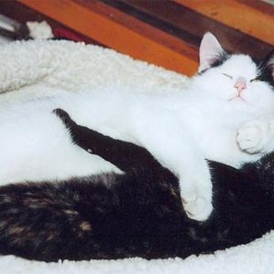 Timmy und Zora an glücklichen Babytagen. Leider durfte Zora nur 1 1/2 Jahre alt werden :(