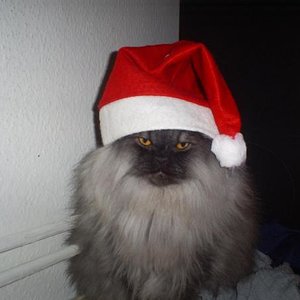 Kater Toulouse in Festtagsstimmung