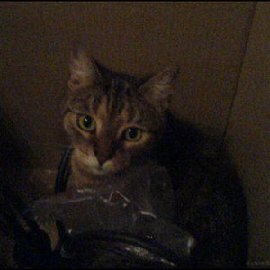 In dem Umzugskarton befindet sich noch eine Lampe neben einer Katze ;)