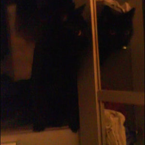 der wäsche schrank hält momentan als kletterbaum hin, wir erwarten sehnsüchtigst unseren riesen kratzbaum ..