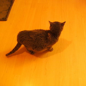 Dieses Bild habe ich heute Abend gemacht, um zu zeigen wie dick sie jetzt ist, doch leider ist der komplette Umfang immer noch nicht richtig zu erkennen. Doch man sieht, dass sie erheblich dicker ist, als für dieses Alter normal wäre.