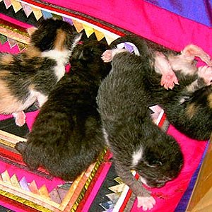 frisch "geschlüpft"