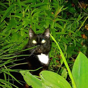 nächtlicher Ausflug