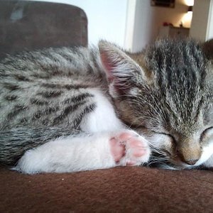 Unsere kleine Murphy im Alter von 12 Wochen