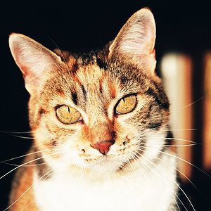 Hi, das bin ich, klein Pupsi,  erst ganze 12 Jahre, im Sommer 2010 und ich zeige Euch mal MICH und meinen Kumpel Carlsson, der noch älter ist als ich! Bin ich nicht NIEDLICH? Ich weiß :-)