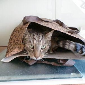 Papiertüten sind KLASSE!