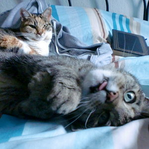 Hilfe Entführung! Wir wurden eine gefühlte Ewigkeit im Auto herumgefahren und sind jetzt in Büsum. Aber super, dass Dosi an unsere Decken gedacht hat. Riecht nach zu hause...also darf man(n) entspannen.