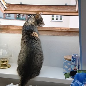 Was'n da draußen los? Ich bin Carlsson aus dem Dach, Leute!