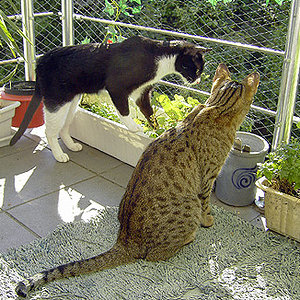 Von links nach rechts - Spikey und Okito