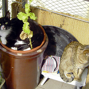 Neueste Pflanzenzüchtung ;)