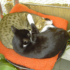 Wo der eine ist passt der Andere dazu