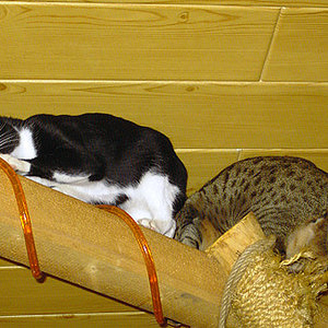 Oben auf dem Balken direkt unter der Decke