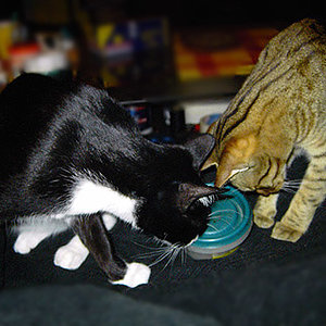 Zwei Katers und die Leckerchendose