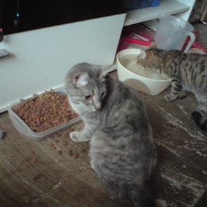 Das ist Mia und Lily beim Fressen