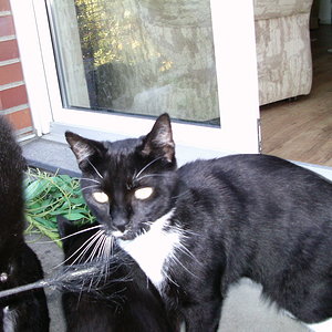 Teddy !! 7 facher Vater ! Total Lieb, und hat neuerdings ein "Schwanzproblem" , d.h. Haare fallen aus !