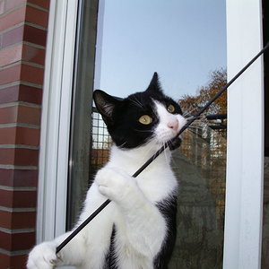 Das ist Murphy ! ( ....mir ist kein besserer Name eingefallen )
Ist Ein Kater vom Letzten wurf von Kitty ( 11 fache Muttter, jetzt Kastriert )
Leider ein Inzuchtkater, weil "damals" alles zusammenkam, hab ich "verschwitzt" Kitty, und Ihre ersten nackommen zu Kastrieren !