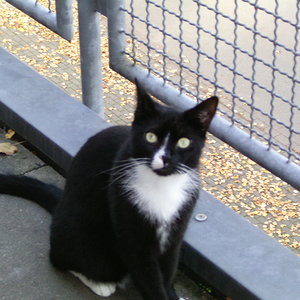 Das ist Thommy ! Mein SCHATZ !!!! Ich Liebe Ihn !!! Er ist ein ganz toller Kater ! Er ist sozial, und hat mit anderen Katzen kein Problem !   ....... außer mit Fremden Menschen ! Er hat übertriebene Angst, aber das macht Ihn für mich umso wertvoller !