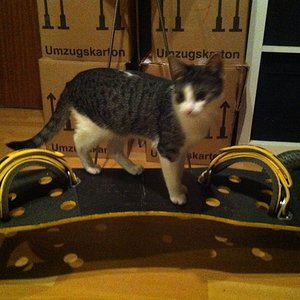 Vega liebt mein Kitelandboard.