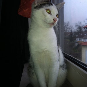 Juno am Fenster
