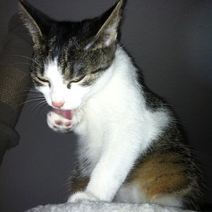 Vega bei der Körperpflege (7,5 Monate alt)