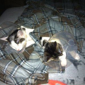 Erstmal den Rausch ausschlafen nach der Kastration.