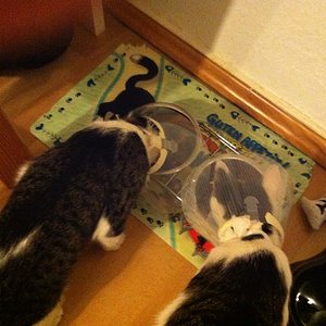 Fressen geht schon wieder.