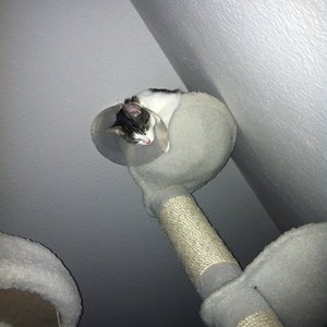 Raumsonde Vega nimmt einen höheren Orbit ein und geht erstmal auf Stand-by Modus.