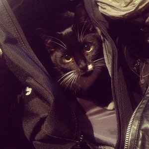 Freki .. wie immer unsinn im Kopf.. mal gucken,was in "Mamas" Tasche ist ;)