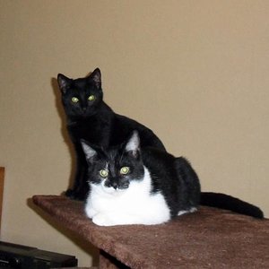 Kuckis Kinder (BläckyFlocke)