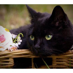 Sternkater Felidae mit 12