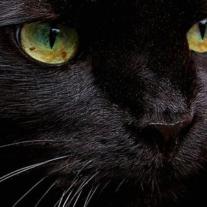 Sternenkater Felis tolle Augen <3