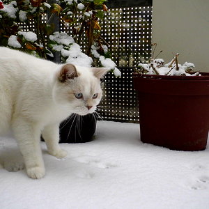 Alfi das erste mal im Schnee