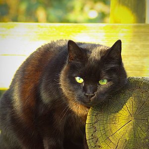 Sommerzeit (Sternkater Felidae)