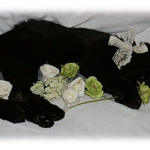 Abschied von Felidae