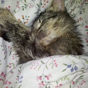 Schlafen im Menschenbett