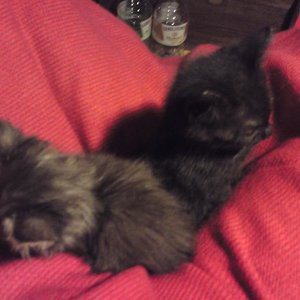 Der erste Tag in der neuen Heimat