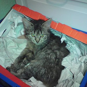 Sie liebt halt Kartons...