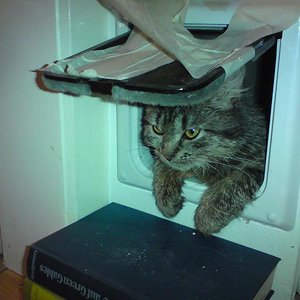 Hinter der klappe verbirgt sich das Katzenklo. War wohl sehr anstrengend da drin...
(Man beachte die Treppe aus Büchern.) :)