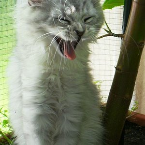 08 August 11 Nico Balkon