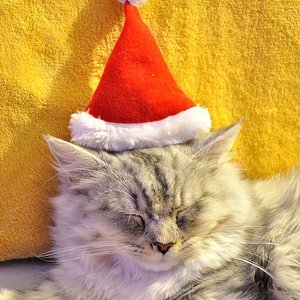 Nico zu Weihnachten 2011