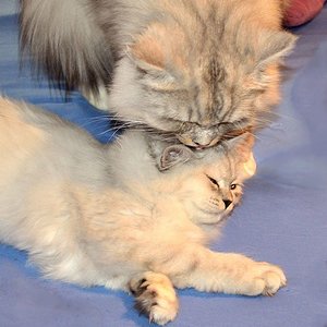 Auch die Ohren müssen sauber werden...