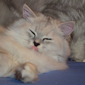 Haarpflege durch Nico