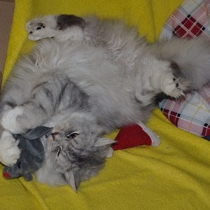 Nico sucht Spielzeug aus