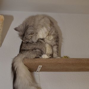 Nico unter der Decke