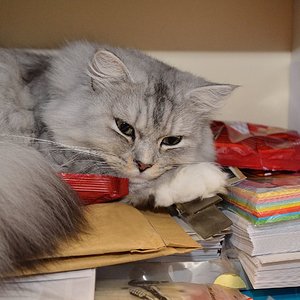 Nico bewacht das Papier