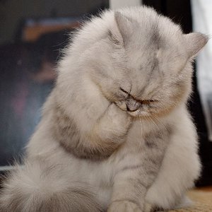 Ist mir das peinlich!