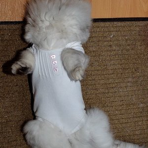 Das mit der Kastrations-Nachsorge wird nix!